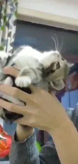 Kitten being lovingly held by owner indoors.