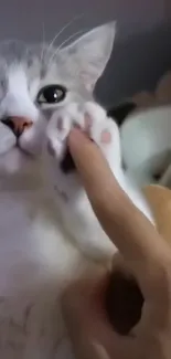 Cute cat touches finger with its paw in charming wallpaper.