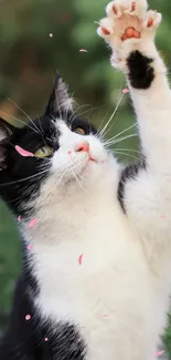 Cute black and white cat with raised paw in a meadow.