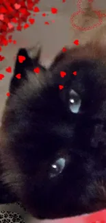 Close-up of a dark cat with red hearts background.