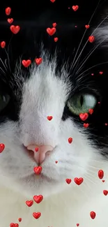 Black and white cat with red heart decorations.