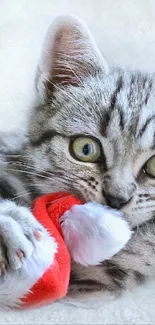 Gray kitten with Santa hat toy on a soft white background.