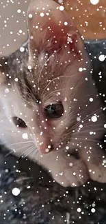 Adorable kitten with snowflakes falling gently around.