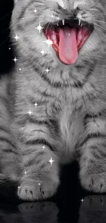 Gray kitten with open mouth and sparkling stars on a black background.