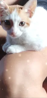 Ginger and white kitten with sparkles on a beige background.