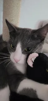 Gray and white cat cuddling a black plush toy on a cozy couch.