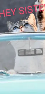 Cute cat wearing sunglasses in a vintage car.