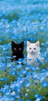 Black and white kittens in a blue flower field.