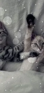 Two cute kittens snuggling under white sheets in a cozy bed.