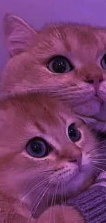 Adorable cats in purple lighting mobile wallpaper.