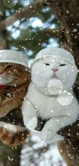 Two cute cats with colanders on a snowy branch.