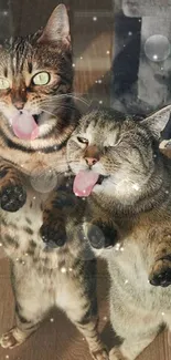 Two playful cats licking glass, displaying cuteness and fun.