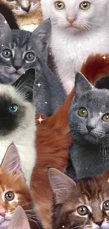 A lively collage of cute cat faces in various colors.