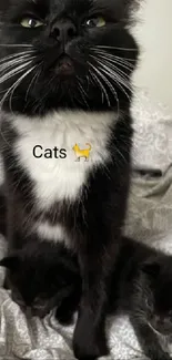 Adorable black and white cats lounging on a cozy bedspread.