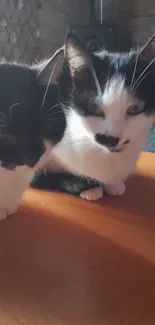 Cute black and white cats resting on a wooden table in cozy lighting.