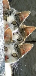 Three curious kittens peeking around a wall in a cute arrangement.