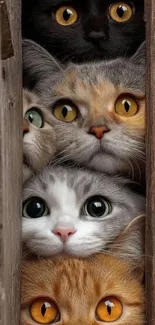 Five curious cats peeking through wooden gap.