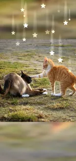 Two cats playing under stars in a natural setting wallpaper.