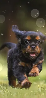 Cute Cavalier King Charles puppy running on grass with bokeh background.