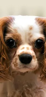 Close-up of Cavalier King Charles Spaniel with soulful eyes and flowing fur.