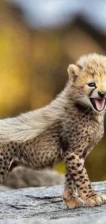 Adorable cheetah cub standing on a rock in a natural setting.