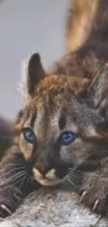 Cute cheetah cub with blue eyes on log.