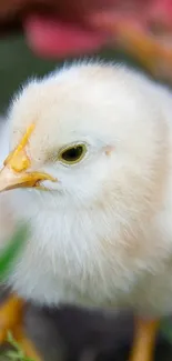 Cute fluffy chick with hen in nature setting wallpaper.