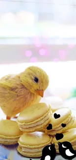 Cute chick with macarons in pastel colors.