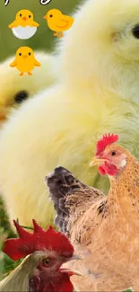 Cute chick family on green grass with chicken.