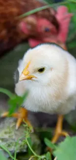 A cute chick standing in green grass.