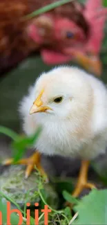 Adorable baby chick in lush green setting.