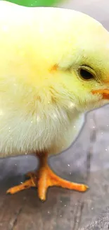 Cute chick with fluffy yellow feathers on a wooden surface.