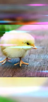 Fluffy chick standing on rustic wood with neon streaks.