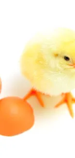 Adorable fluffy chick with eggshell on white background.