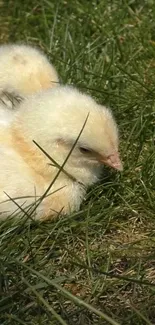 Adorable fluffy chicks resting on lush green grass.