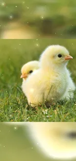 Two fluffy yellow chicks on green grass mobile wallpaper.