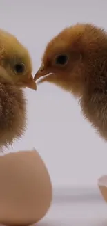 Two fluffy chicks interact near cracked eggshells, a charming mobile wallpaper.