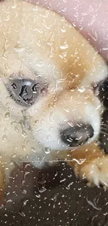 A cute Chihuahua puppy looks through a rainy glass window.