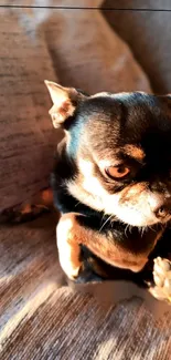 Chihuahua resting in sunlight on a cozy sofa.