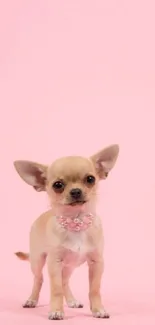 Adorable Chihuahua on a pastel pink background.