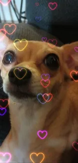 Adorable Chihuahua sitting on a dark gray sofa, looking up with big eyes.