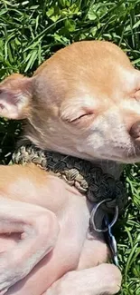 Chihuahua sunbathing on green grass in outdoor setting.