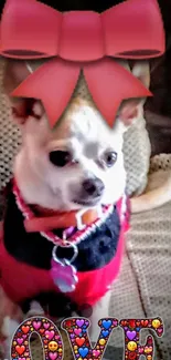 Chihuahua wearing pink bow with love theme.