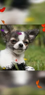 Cute Chihuahua with colorful butterflies in a grassy background.