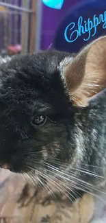 Chinchilla with soft fur in close-up view.