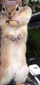 Chipmunk with full cheeks holding a nut on a woven chair outdoors.