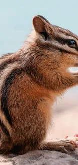 Cute chipmunk with detailed fur pattern on a natural background.