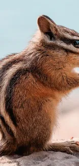 Adorable chipmunk on rocky surface, perfect for wallpaper.