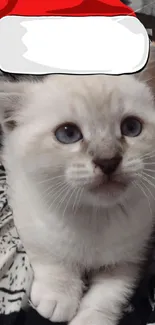 Adorable kitten wearing a Santa hat on a cozy blanket.