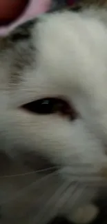 Close-up of a white cat's face with detailed fur texture.